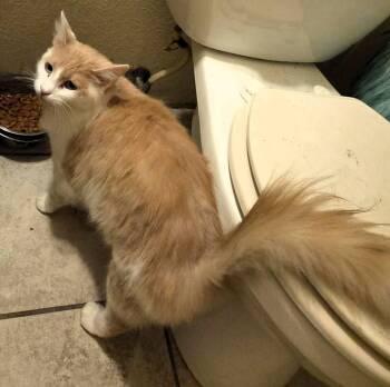 Tina -  Maine Coon and Domestic Short Hair Cat for Adoption in Paris, Kentucky - Tina | PetCurious