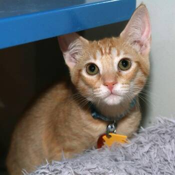 Toby -  Domestic Short Hair Cat for Adoption in Port Washington, New York - Toby | PetCurious