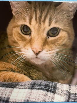 Rescue Domestic Short Hair and Tabby Cats for Adoption - Bouli | PetCurious
