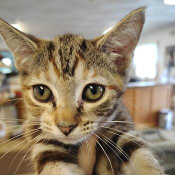 Gobi -  Domestic Short Hair Cat for Adoption in Indiana, Pennsylvania - Gobi | PetCurious