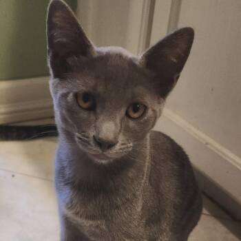 Macaroon -  Domestic Short Hair Cat for Adoption in Pleasanton, California - Macaroon | PetCurious