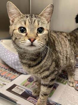 Pandora -  Domestic Short Hair Cat for Adoption in Covington, Virginia - Pandora | PetCurious