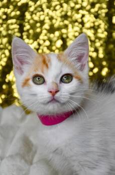 Anastasia -  Domestic Short Hair Cat for Adoption in Yakima, Washington - Anastasia | PetCurious
