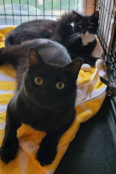 Sadie -  Domestic Short Hair Cat for Adoption in Boston, Massachusetts - Sadie | PetCurious