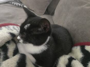 Emery -  Domestic Short Hair Cat for Adoption in Trenton, New Jersey - Emery | PetCurious