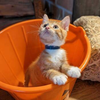 Lurch (Blue) -  Domestic Short Hair Cat for Adoption in Sunnyvale, California - Lurch (Blue) | PetCurious