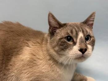 Coco -  Siamese and Domestic Short Hair Cat for Adoption in Woodbury, Minnesota - Coco | PetCurious