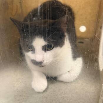 Butter -  Domestic Short Hair Cat for Adoption in Philadelphia, Pennsylvania - Butter | PetCurious