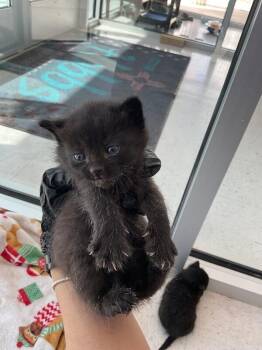 Domestic Short Hair Cats Available for Adoption in Hobbs, New Mexico - Bonkers | PetCurious