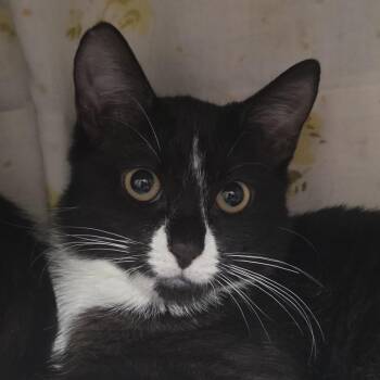 Pumpkin Spice -  Domestic Short Hair Cat for Adoption in Kennebunk, Maine - Pumpkin Spice | PetCurious