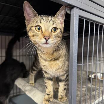 Rescue Domestic Short Hair Cats for Adoption in Puslinch, Ontario - Biscoff | PetCurious