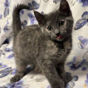 Barb -  Domestic Short Hair Cat for Adoption in Olean, New York - Barb | PetCurious
