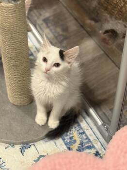 Chantilly -  Domestic Medium Hair Cat for Adoption - Chantilly | PetCurious