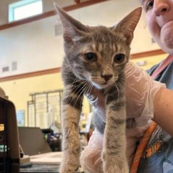 Fozzie Bear -  Domestic Short Hair Cat for Adoption in Lynchburg, Virginia - Fozzie Bear | PetCurious