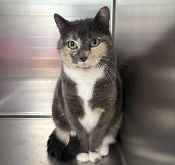 Domestic Short Hair Cats Available for Adoption in Sioux City, Iowa - Miley | PetCurious