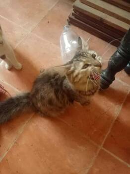 Rescue Persian Cats for Adoption in Wolcott, Connecticut - Bochy | PetCurious