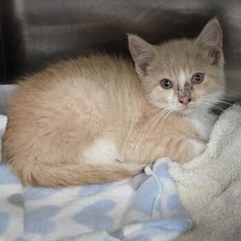 Tangerine 26-206 -  Domestic Short Hair Cat for Adoption in Tawas City, Michigan - Tangerine 26-206 | PetCurious