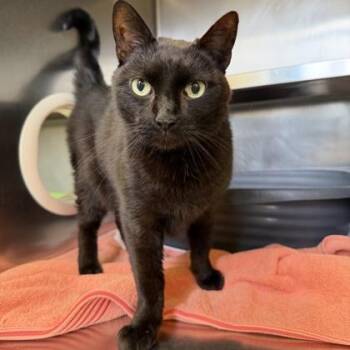 Domestic Short Hair Cats Available for Adoption - Krizek | PetCurious