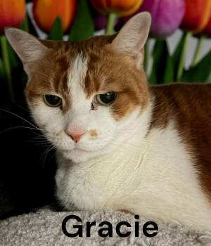 Domestic Short Hair Cats Available for Adoption - Gracie | PetCurious