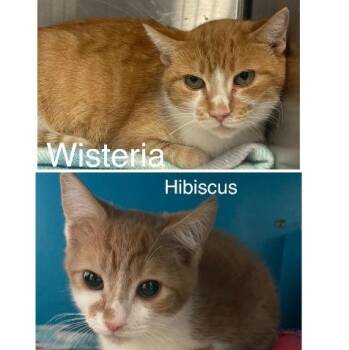 Domestic Short Hair Cats Available for Adoption - Wisteria & Hibiscus  | PetCurious