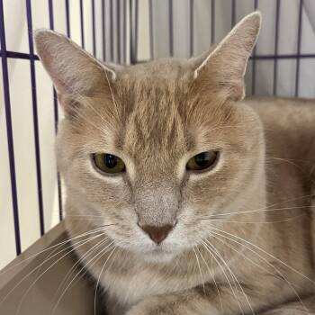 Rupert -  Domestic Short Hair Cat for Adoption in Bedford, New Hampshire - Rupert | PetCurious