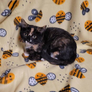 Rescue Domestic Short Hair Cats for Adoption in Akron, Ohio - Bee Litter: CUCKOO | PetCurious