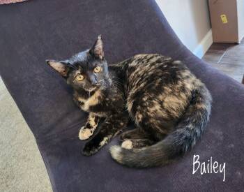 Rescue Domestic Short Hair Cats for Adoption in Aurora, Indiana - B Kitties : Bailey | PetCurious