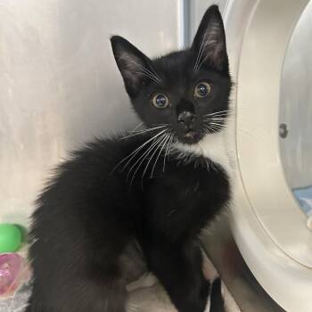 Mandy -  Domestic Short Hair Cat for Adoption in West Palm Beach, Florida - Mandy | PetCurious