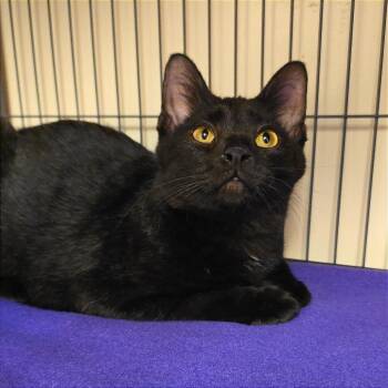 Roly-Poly -  Domestic Short Hair Cat for Adoption in Milan, Illinois - Roly-Poly | PetCurious