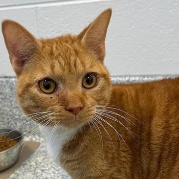 Domestic Short Hair Cats Available for Adoption in Stafford, Virginia - Volcano | PetCurious