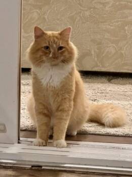 Domestic Medium Hair Cats Available for Adoption - Gucci | PetCurious