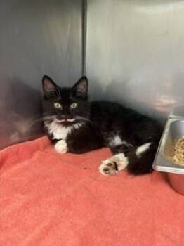 Oscar -  Domestic Medium Hair Cat for Adoption in Providence Forge, Virginia - Oscar | PetCurious