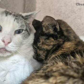 Donut -  Domestic Short Hair Cat for Adoption in Sunrise, Florida - Donut | PetCurious