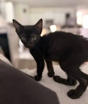 Dr Pepper -  Tabby and Bombay Cat for Adoption in San Antonio, Texas - Dr Pepper | PetCurious