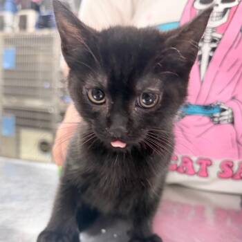 Pita Rabbit -  Domestic Short Hair Cat for Adoption in Titusville, Florida - Pita Rabbit | PetCurious