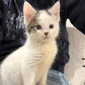 Domestic Short Hair Cats Available for Adoption - Grasshopper | PetCurious