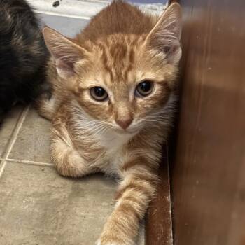 Taz -  Tabby and Domestic Short Hair Cat for Adoption in Columbia, South Carolina - Taz | PetCurious