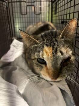 Domestic Short Hair Cats Available for Adoption in San Antonio, Texas - TYRA BANKS | PetCurious