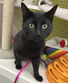 Domestic Short Hair Cats Available for Adoption in Kansas City, Missouri - Rocky Balboa | PetCurious