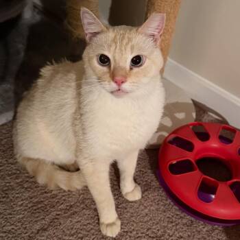 Sammy Cienega -  Siamese Cat for Adoption in Merrifield, Virginia - Sammy Cienega | PetCurious