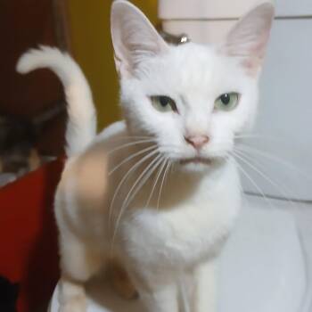Hedy Lamarr (f) 2yrs old White -  Domestic Short Hair Cat for Adoption in Ottawa, Ontario - Hedy Lamarr (f) 2yrs Old White | PetCurious