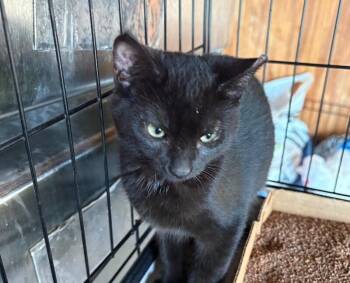 Domestic Short Hair Cats Available for Adoption - Wednesday  | PetCurious
