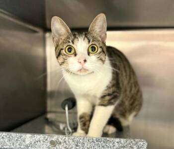 EMERALD -  Domestic Short Hair Cat for Adoption in Houston, Texas - EMERALD | PetCurious