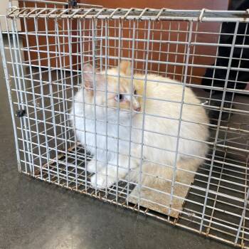 Siamese Cats Available for Adoption in Dickinson, Texas - Snow White | PetCurious