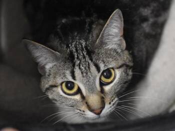 Domestic Short Hair Cats Available for Adoption in Portland, Oregon - Shadow Tiger & Baby Panther | PetCurious