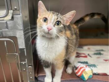 CHLOE -  Domestic Short Hair Cat for Adoption in Fort Wayne, Indiana - CHLOE | PetCurious