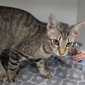 Amos -  Domestic Short Hair Cat for Adoption in Jeffersonville, Indiana - Amos | PetCurious