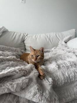 Kai -  Domestic Short Hair Cat for Adoption in Austin, Texas - Kai | PetCurious