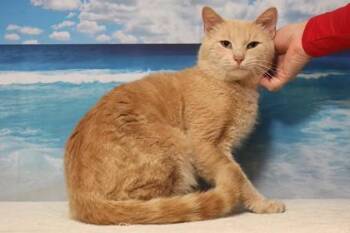 Silly Goose -  Domestic Short Hair Cat for Adoption in West Chester, Pennsylvania - Silly Goose | PetCurious