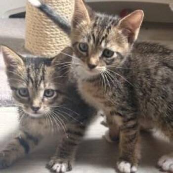 Porthos -  Domestic Short Hair Cat for Adoption in West Palm Beach, Florida - Porthos | PetCurious